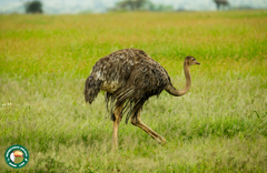 Struthio camelus massaicus