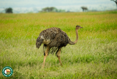 Struthio camelus massaicus