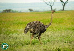 Struthio camelus massaicus