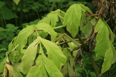Angelica ursina