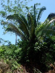 Attalea cohune