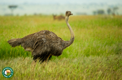 Struthio camelus massaicus