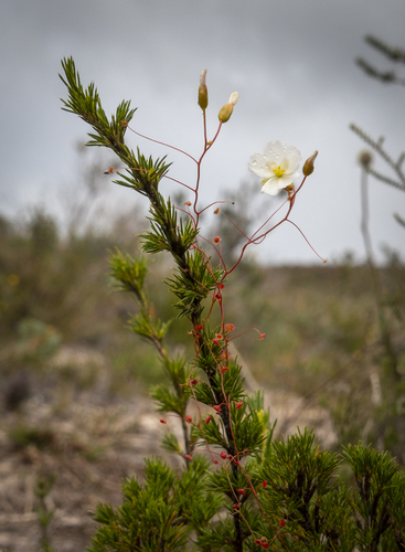 Drosera thysanosepala Diels