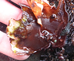 Constantinea simplex