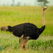 Struthio camelus massaicus - Photo (c) Diogo Luiz, μερικά δικαιώματα διατηρούνται (CC BY-SA)