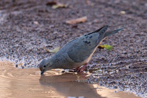 Eared Dove