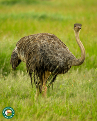 Struthio camelus massaicus