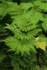 Dryopteris amurensis