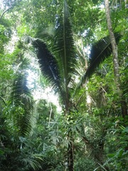 Attalea cohune