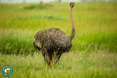 Struthio camelus massaicus
