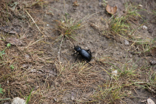 iNaturalist observation photo of Eleodes grandicollis