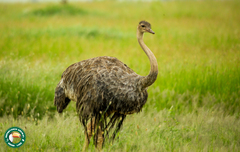 Struthio camelus massaicus