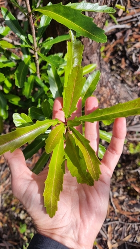 Cenarrhenes nitida, photograph 5