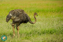 Struthio camelus massaicus
