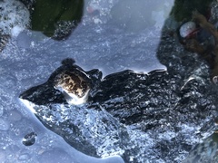 Onchidoris bilamellata