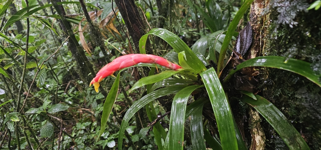 Guzmania nicaraguensis (Guzmania nicaraguensis)