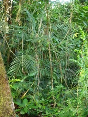 Chamaedorea schippii