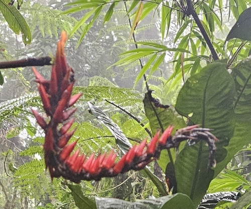 Pitcairnia brittoniana, photograph 3