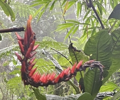 (c) Aidan Fern, some rights reserved (CC BY) Pitcairnia brittoniana, photograph (c) Aidan Fern, some rights reserved (CC BY)