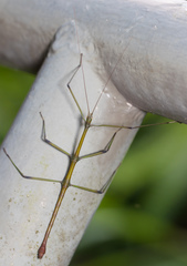 Phraortes stomphax