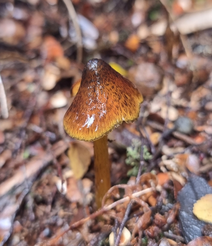 Hygrocybe astatogala · April 2026 · photo: © possumpete (iNaturalist, cc0)