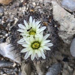 Echinomastus warnockii