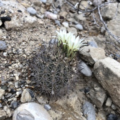 Echinomastus warnockii