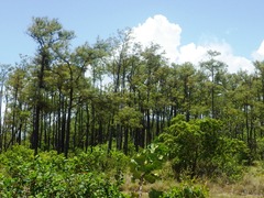 Pinus caribaea