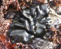 Codium setchellii