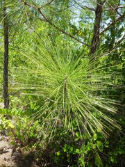 Pinus caribaea