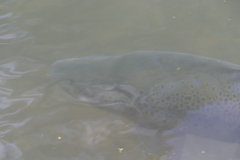 Salmo trutta