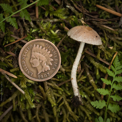 Psathyrella prona