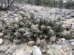 Grusonia
