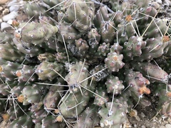 Grusonia
