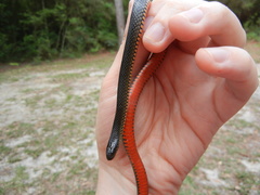 Liodytes pygaea pygaea