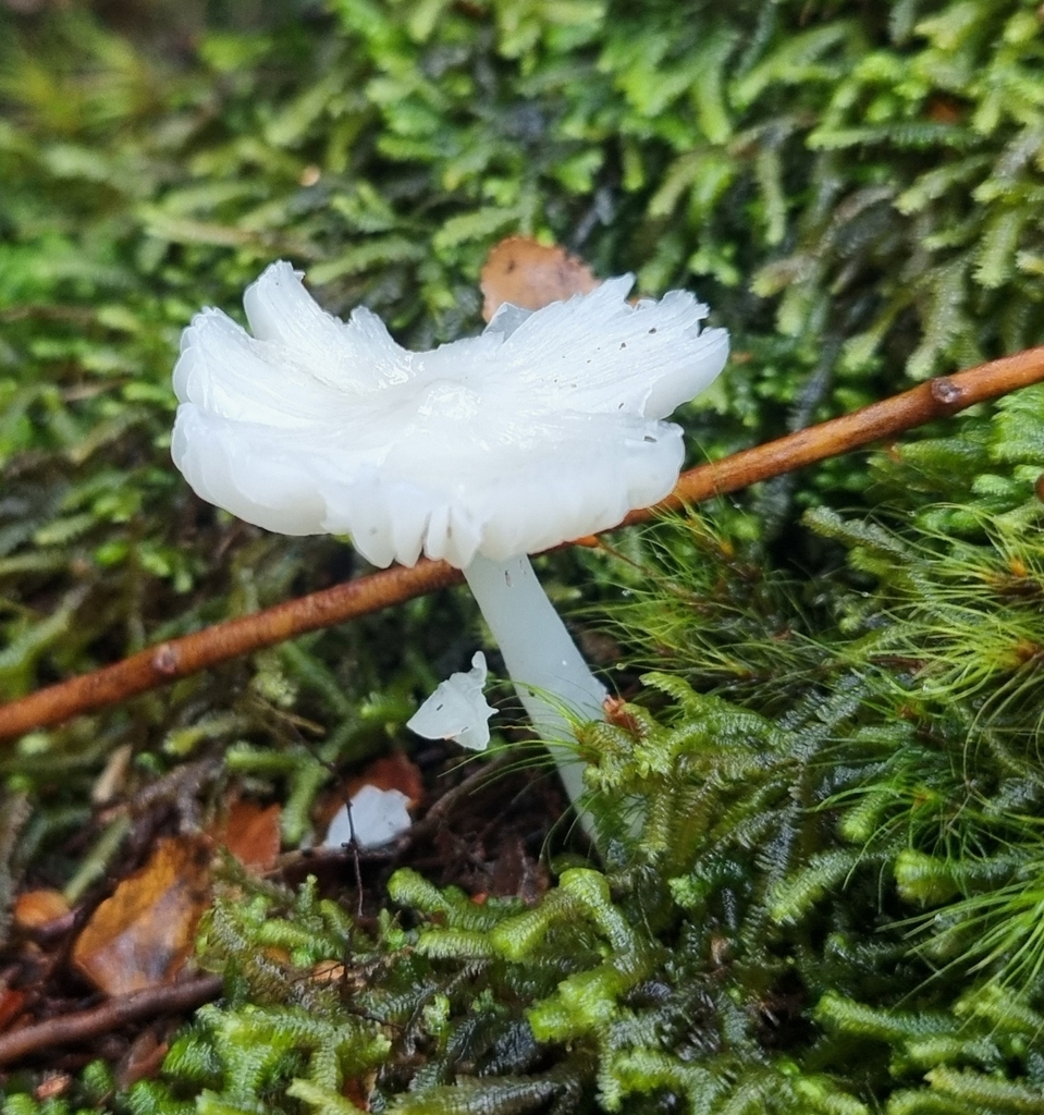 Humidicutis mavis · April 2026 · photo: © possumpete (iNaturalist, cc0)