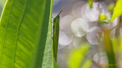 Stenacris vitreipennis