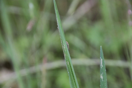 iNaturalist observation photo of Typical Leafhoppers