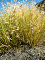 Rytidosperma setifolium