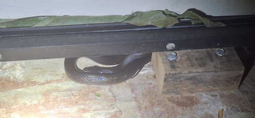 Black False Boa