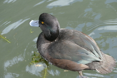 Aythya novaeseelandiae