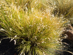 Rytidosperma setifolium
