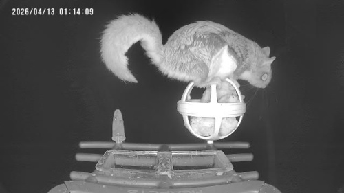 Northern Flying Squirrel observed by primitiveman