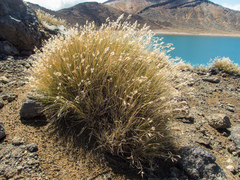 Rytidosperma setifolium