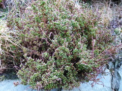 Calluna
