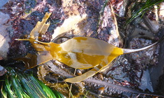 Laminaria setchellii