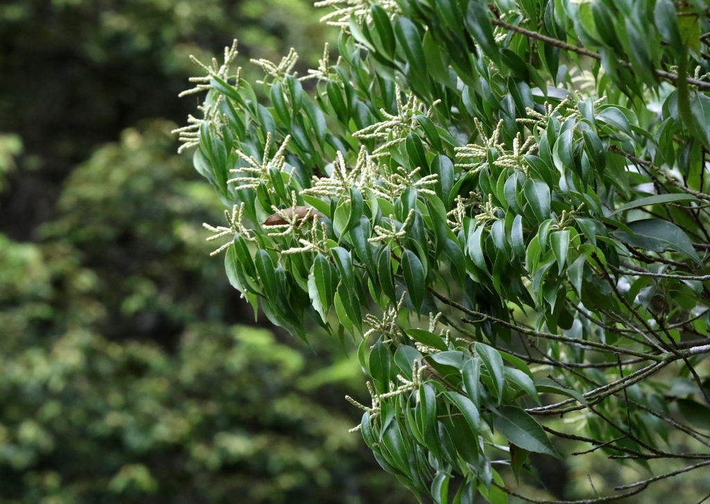 Lithocarpus konishii; photograph author not stated, no rights reserved