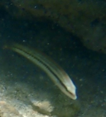 Halichoeres bivittatus
