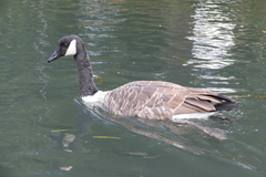 Branta canadensis maxima