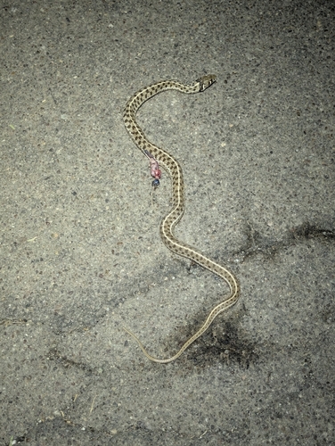 Checkered Garter Snake